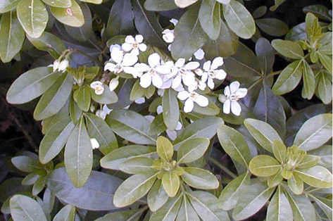 oranger du mexique arbuste fleur blanche parfumé